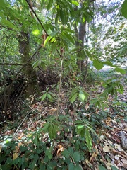 Photinia davidiana