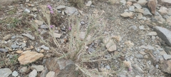 Carduus carlinoides