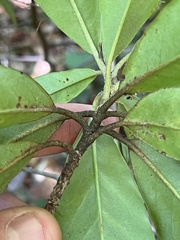 Photinia davidiana