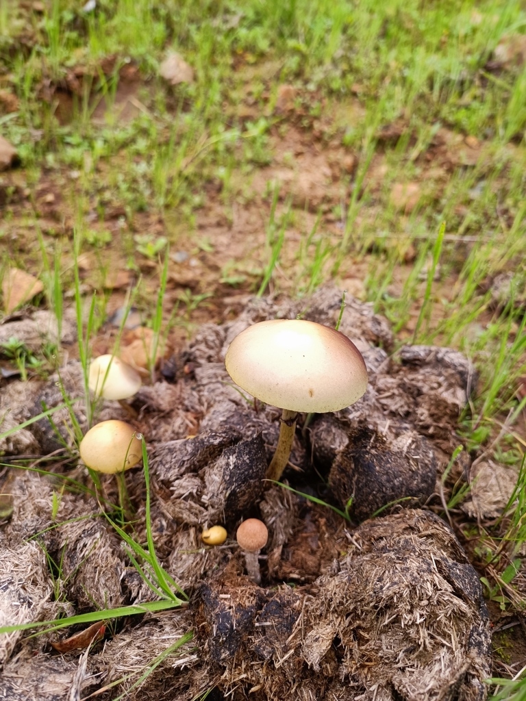 Protostropharia semiglobata · September 2022 · photo: © samuelgonzalezariztia (iNaturalist, cc-by)