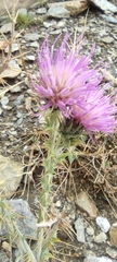 Carduus carlinoides