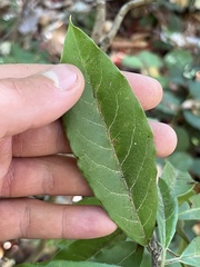 Photinia davidiana