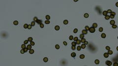 Ustilago syntherismae