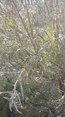 Elaeagnus angustifolia