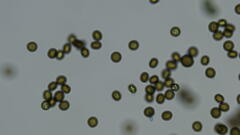 Ustilago syntherismae