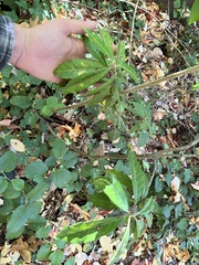 Photinia davidiana