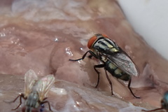Cochliomyia