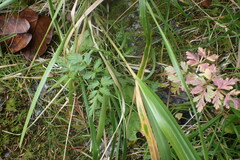 Conioselinum gmelinii