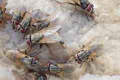 Musca domestica