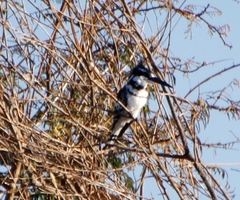 Ceryle rudis rudis