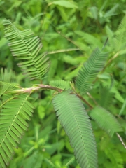 Aeschynomene americana