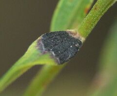 Asteromyia euthamiae