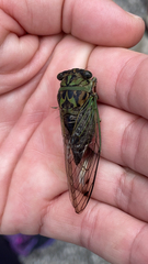 Neotibicen linnei