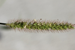 Setaria
