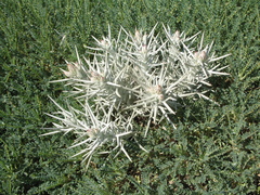 Centaurea horrida