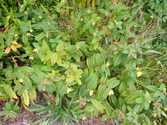 Hypericum calycinum