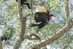Bucorvus leadbeateri