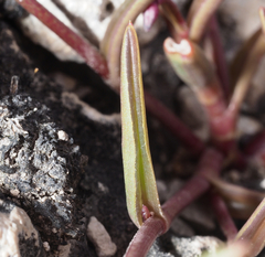 Tripogandra angustifolia