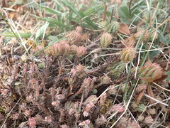 Petrosedum