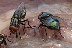 Cochliomyia