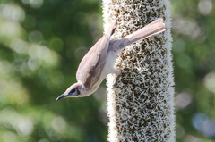 Philemon citreogularis