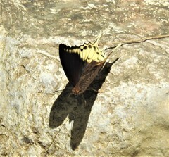 Charaxes orilus