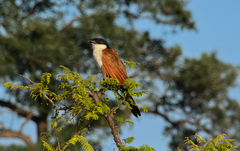 Centropus superciliosus burchellii