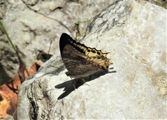 Charaxes orilus