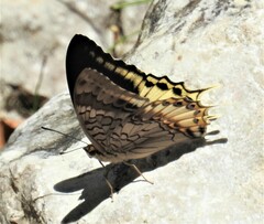 Charaxes orilus