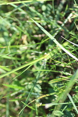 Setaria