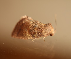 Elusa