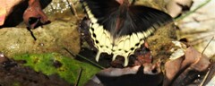 Charaxes orilus