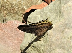Charaxes orilus