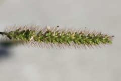 Setaria