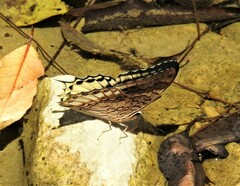 Charaxes orilus
