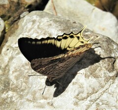 Charaxes orilus