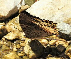 Charaxes orilus