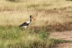 Ephippiorhynchus senegalensis