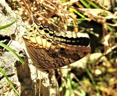 Charaxes orilus