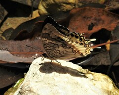 Charaxes orilus