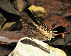 Charaxes orilus
