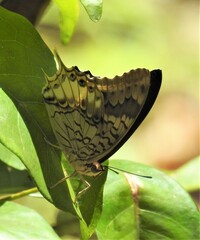 Charaxes orilus
