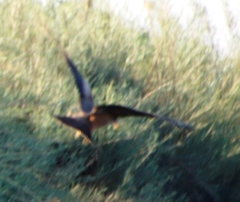 Milvus migrans parasitus