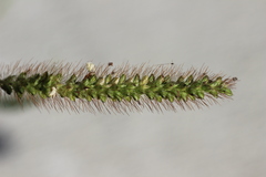 Setaria