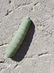 Pachysphinx occidentalis