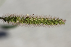 Setaria