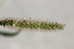 Setaria