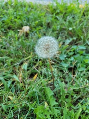 Taraxacum erythrospermum