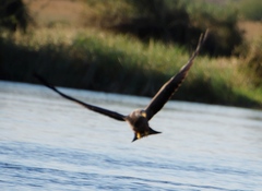 Milvus migrans parasitus