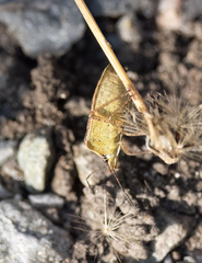 Euschistus servus euschistoides